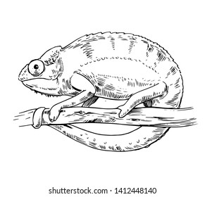 Sketch of chameleon. Hand drawn vector illustration. 