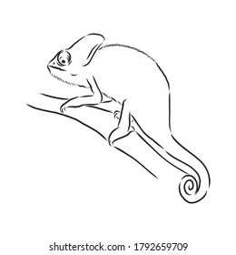 Sketch of chameleon. Hand drawn vector illustration. chameleon animal, vector sketch illustration