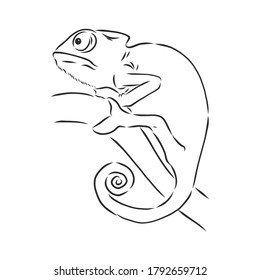 Sketch of chameleon. Hand drawn vector illustration.chameleon animal, vector sketch illustration