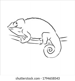 Sketch of chameleon. Hand drawn vector illustration.chameleon animal, vector sketch illustration