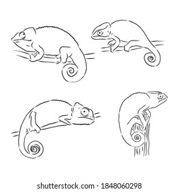 Sketch of chameleon. Hand drawn vector illustration. chameleon animal vector sketch illustration