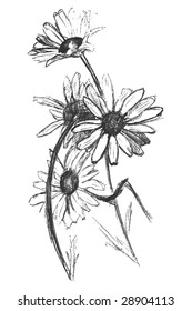 Sketch of  chamomile