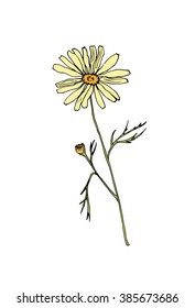 Sketch chamomile illustration