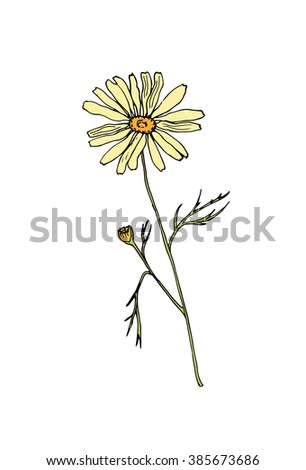 Sketch chamomile illustration