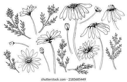Sketch of Chamomile set. Engraved blooming Daisy flowers. Hand drawn vector drawing with wild herbs in vintage style