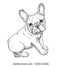 A sketch of a charming french bulldog. Vector illustration of a dog.