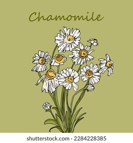 Sketch charmomile with text on a light green background