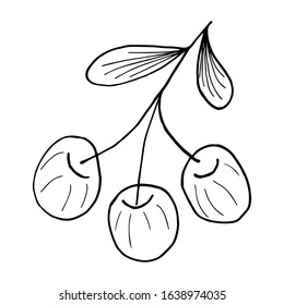 Sketch of a cherry branch with berries. Outlines doodle on the white background. Vector element for design.