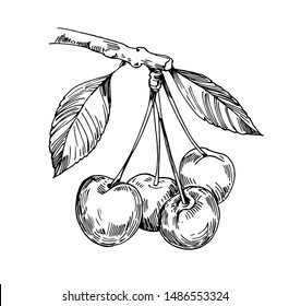 Sketch of cherry. Hand drawn vector