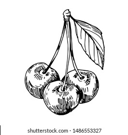 Sketch of cherry. Hand drawn vector