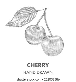Sketch of cherry. Hand drawn vector illustration. Fruit collection.