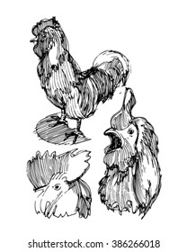 Sketch of chicken.