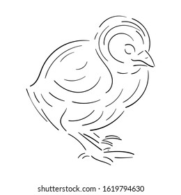 Sketch chicken with black contour lines, isolated on white background, stock vector illustration, for design and decor, prints, logos, labels, easter theme, farm