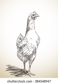 Sketch Of Chicken, Hand Drawn Illustration