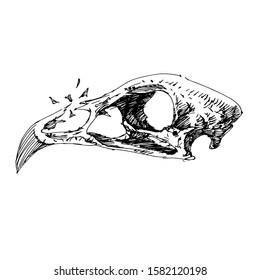 Sketch Chicken Skull vector artwork