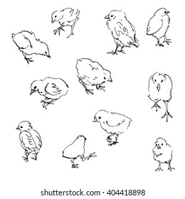 sketch of chicks, ink drawing birds, hand drawn vector illustration, line doodle