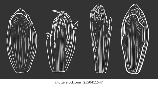 Esboço de chicória, meia chicória isolada, linha de arte, rabiscar. Para receita, menu. Linha branca no plano de fundo preto.