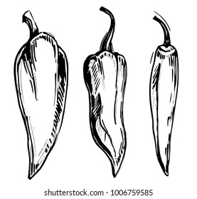 Sketch of chili peppers. Hand drawn vector illustration converted to vector.