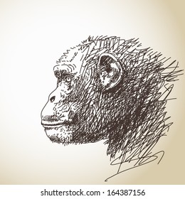 Sketch of chimpanzee head Vector illustration