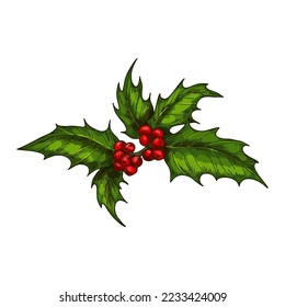 Sketch of Christmas mistletoe or guelder rose twig