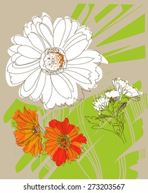 sketch of chrysanthemum flower
