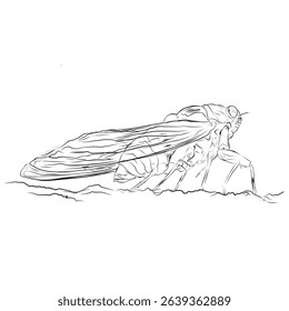 sketch of a cicada insect on a white background (Cicadidae)