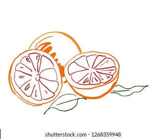 sketch citrus fruit grepefruit