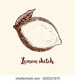 Sketch of citrus fruit lemon with leaf, hand drawn vintage retro style in sepia tone, vector illustration for food packaging, healthy menu brochure, poster, coloring book, cosmetics packaging, etc. 