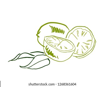 sketch citrus fruit lime