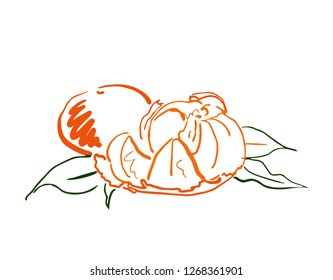 sketch citrus fruit 
mandarin