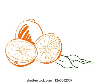 sketch citrus orange