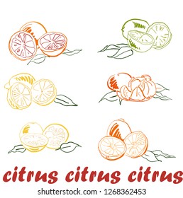 sketch citrus set