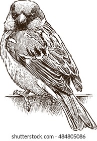 sketch of a city sparrow