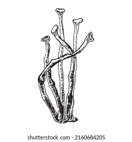 Sketch of Cladonia fimbriata. Gray deer lichen or deer moss (Cladonia rangiferina), a species of lichen in the family Cladoniaceae. Hand drawn botanical vector illustration