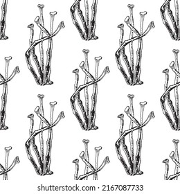 Sketch of Cladonia fimbriata. Gray deer lichen or deer moss (Cladonia rangiferina), a species of lichen in the family Cladoniaceae. Hand drawn botanical seamless pattern