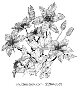 sketch of clematis flowers 