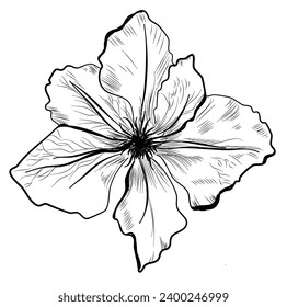 a sketch of clematis, a vector illustration of a flower