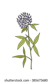 Sketch clover illustration