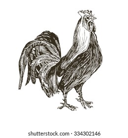 Sketch of cock on a white background