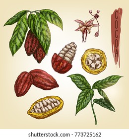 Sketch of cocoa elements. Vector colourful chocolate ingredient. Realistic icons of sweet plant are good for a logo, banner, flyer design or advertising cacao products.