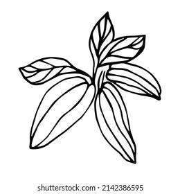 Sketch of a cocoa fruit with leaves on a white background in doodle style