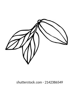 Sketch of a cocoa fruit with two leaves on a white background in doodle style