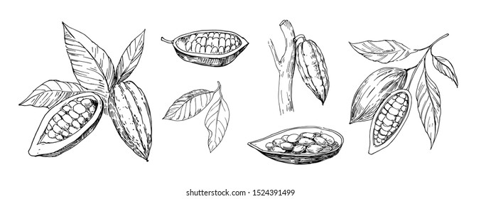 Sketch of cocoa plants. Hand drawn illustration converted to vector