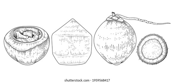 Sketch Coconut decorative set Hand Drawn Botanical Illustrations. Black and white with line art isolated on white backgrounds. Fruits drawings. Retro style elements.