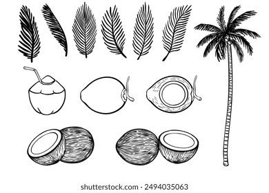 Sketch Coconut Fruit set, Leaves, half, slice, peeled, raw. Coco Outline icon vector illustration. Hand drawn black ink, line art palm tree leaf,  cocktail, whole tropical fruit and cut into slices