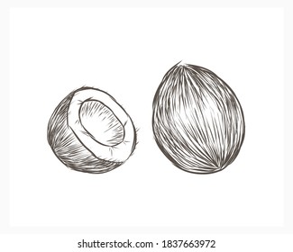 Sketch coconut icon isolated on white. Doodle summer drink symbol. Food vector stock illustration. EPS 10
