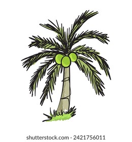 Sketch of coconut tree with fruit