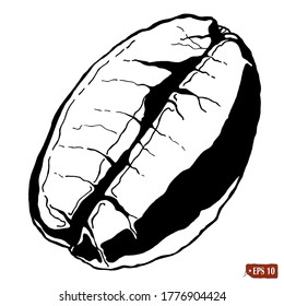 Sketch of coffee bean. Hand drawn vector drawing of coffee bean on white background.