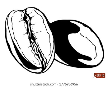 Esbozo de granos de café. Dibujo vectorial a mano de dos granos de café sobre fondo blanco.