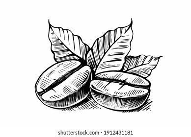 sketch of coffee beans with leaves